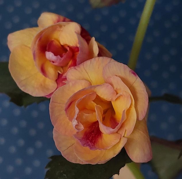  - RFs TROPICANA 2