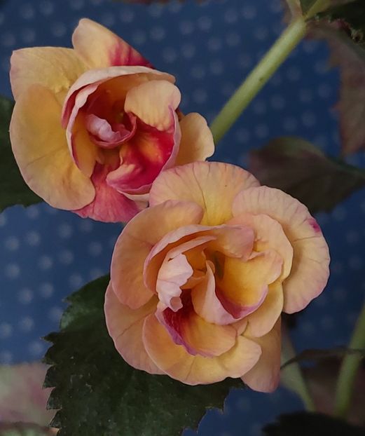  - RFs TROPICANA 2