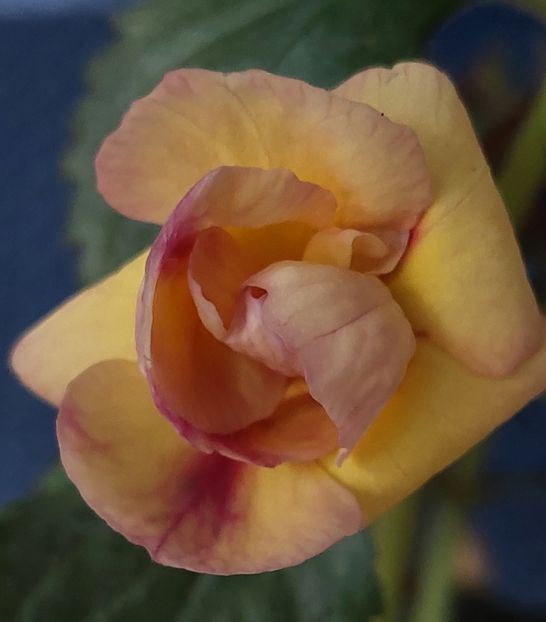  - RFs TROPICANA 2