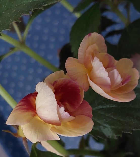  - RFs TROPICANA 2