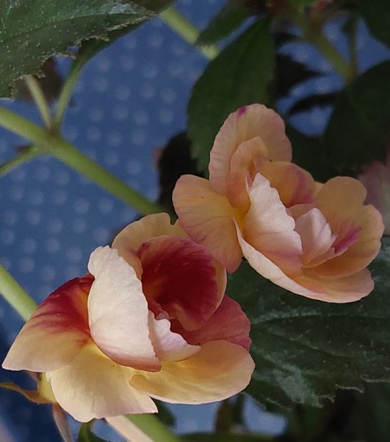  - RFs TROPICANA 2