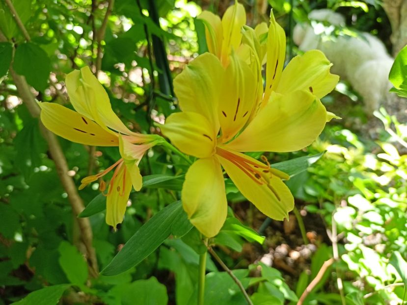 Alstroemeria Summer Samba 2 - Grădina 2023 continuare 4