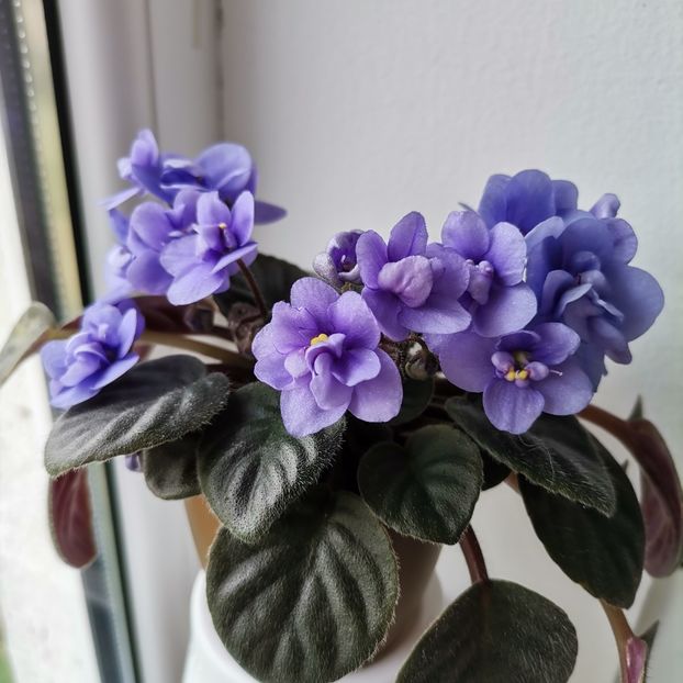  - 2023 flori in balcon