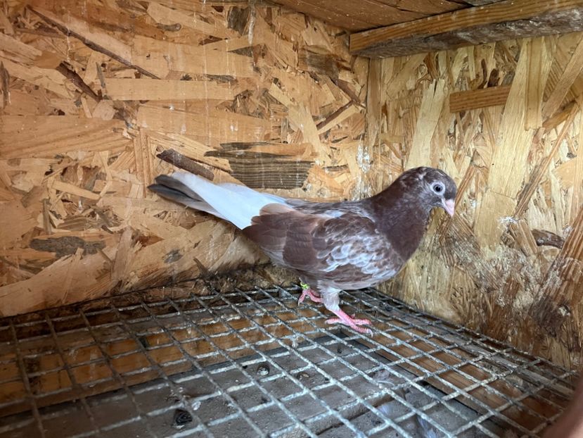 3013/23 - 6-lot zbor 2023