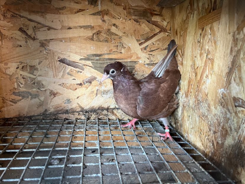 25519/21 - 6-lot zbor 2023