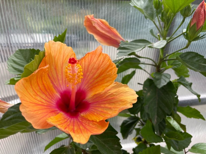 6C55CAAE-A687-46FC-9E85-AE37DD114C93 - Orange - Roz - Rosu
