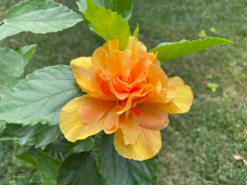 FA8B9003-A66D-4ACD-B06A-36BF1315B8C3 - 001 - Hibiscusi