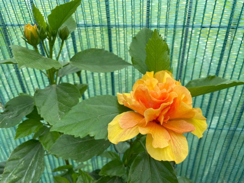 30151C88-7FAE-46DD-83C1-03B5BB4E502C - 001 - Hibiscusi