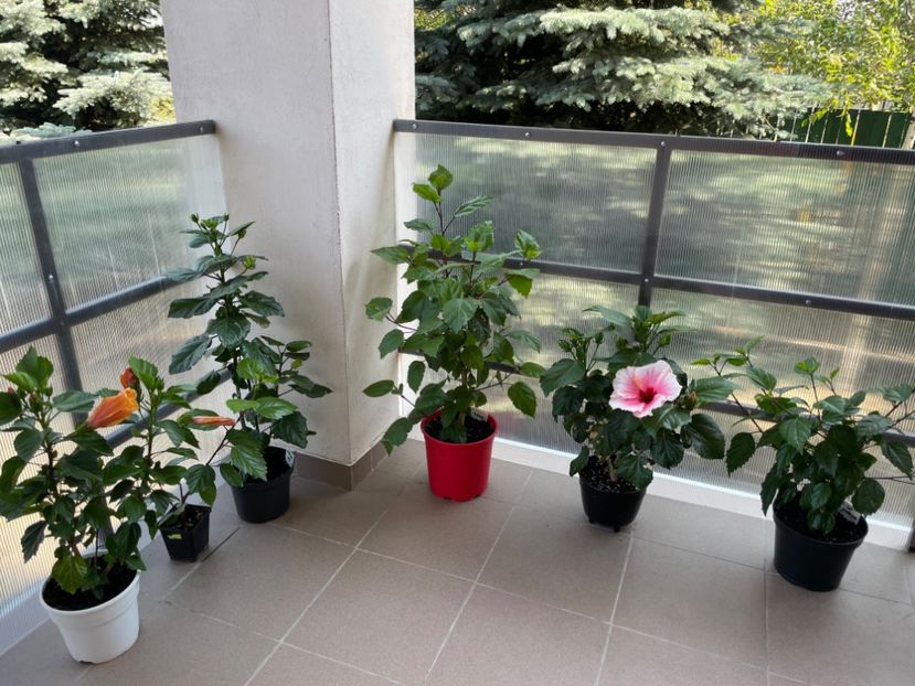 81D85A7F-EF02-4754-B398-4DB97C57A473 - 001 - Hibiscusi