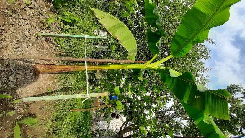  - Bananier Musa basjoo