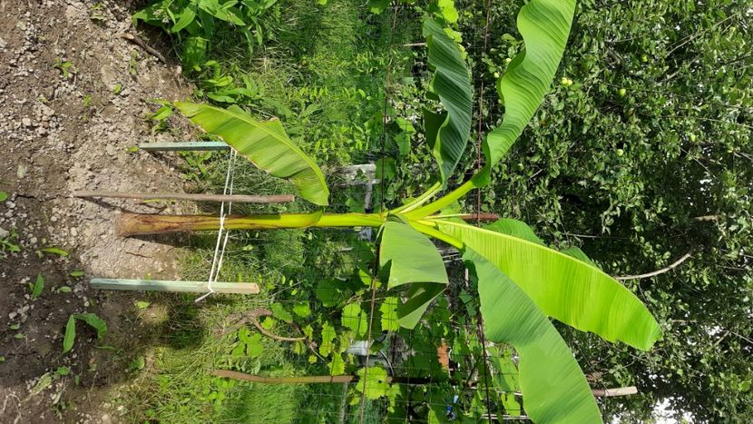  - Bananier Musa basjoo