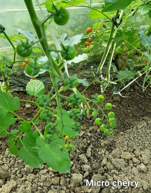 Micro - Cherry Micro