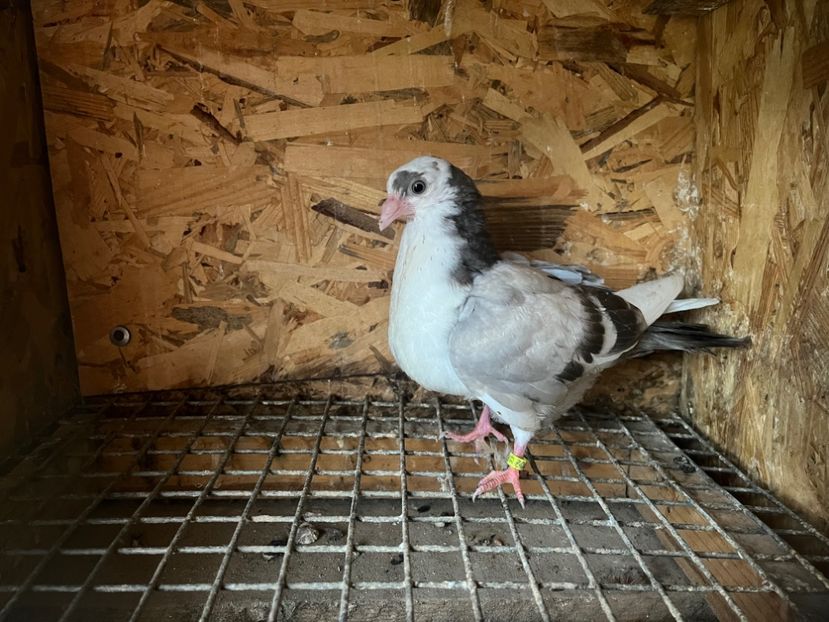 3002/23 - 6-lot zbor 2023