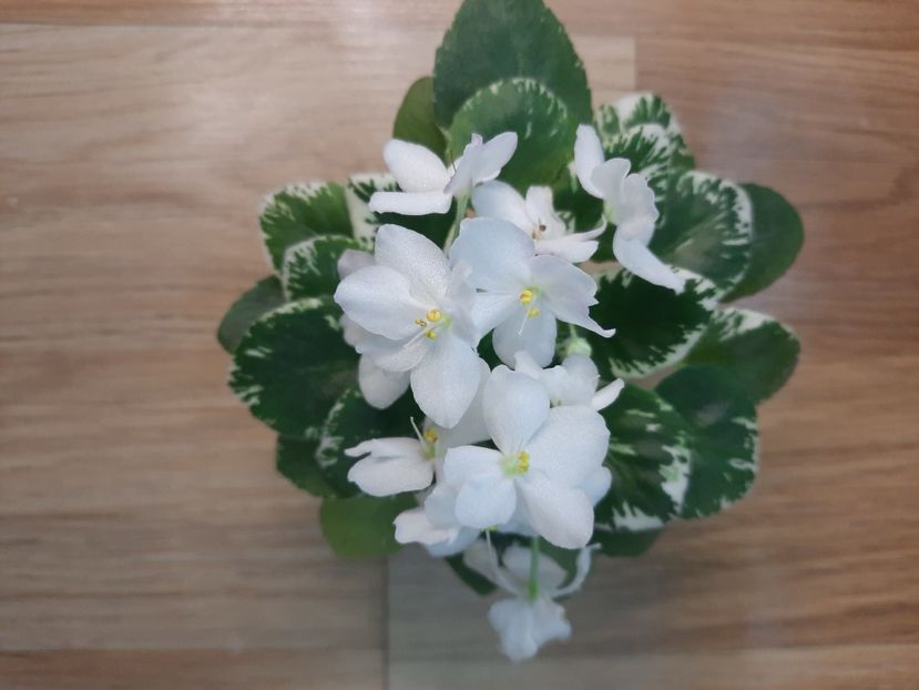  - Wesley s Winter Starlight