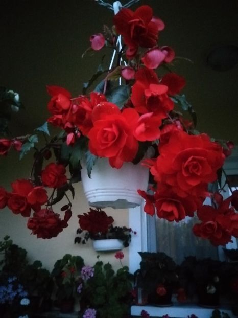  - Begonii curgatoare