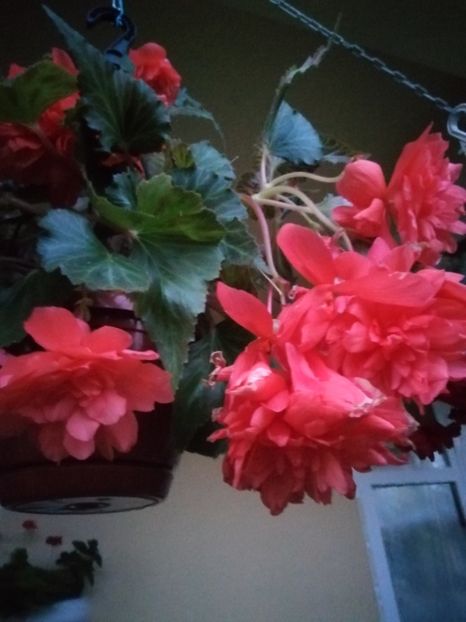  - Begonii curgatoare