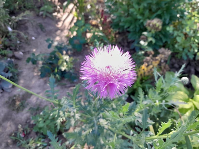  - 2023 floricele din grădină