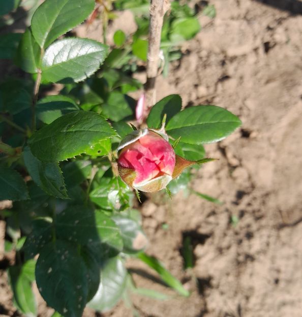 Queen of hearts - Primul bobocel și prima floricică mult așteptată