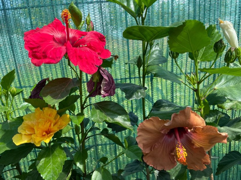 1CFB8AF4-8656-4CF9-B4B1-DBBBD623DD62 - 001 - Hibiscusi