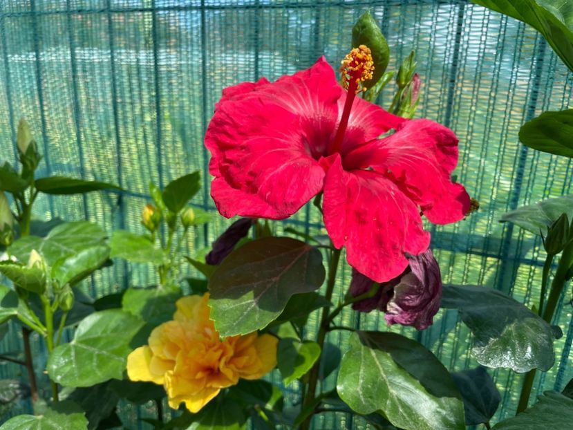 1048BF9D-D91F-4F0F-824F-766F56BF12C8 - 001 - Hibiscusi