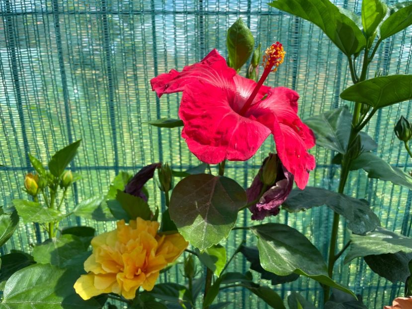 FB9A51A8-C385-4D6E-9A38-092347CBD7B0 - 001 - Hibiscusi