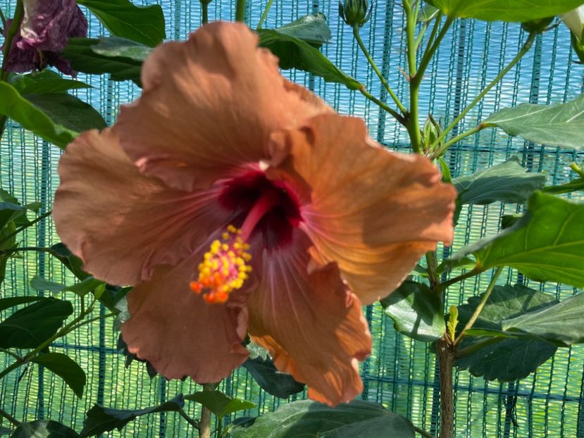 2F49E22E-18BD-4C52-BDC5-8664B81BE9F7 - 001 - Hibiscusi