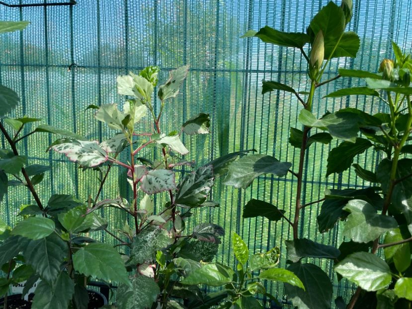 2E0BBD61-3879-4140-A304-A3C3C1766EC1 - 001 - Hibiscusi