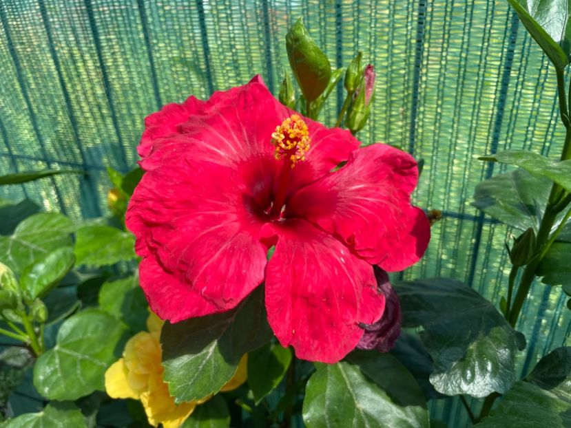 7CF97DD8-F55C-4C73-BECD-D5B88D60B95A - 001 - Hibiscusi