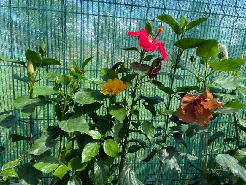 F6EDBBE9-4805-40FD-9958-B5CF34492970 - 001 - Hibiscusi