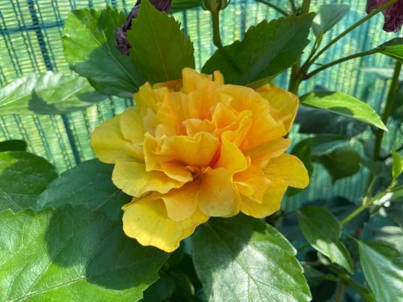 B13A0D1D-2EC0-4078-A2F5-F95BAD8854B0 - 001 - Hibiscusi