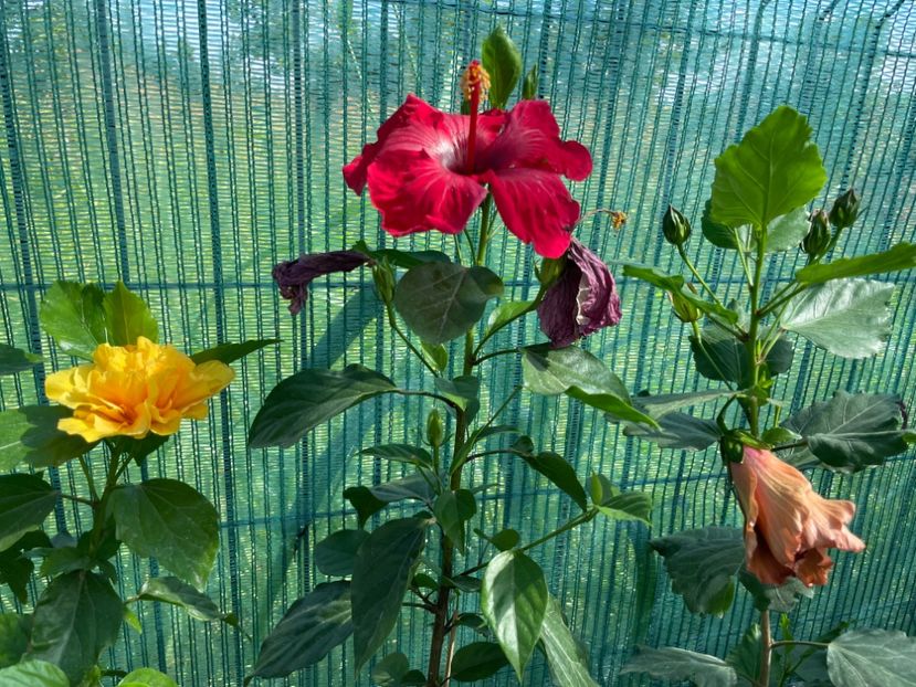 C2A809B3-0386-4C43-AA78-C8C7E93478F0 - 001 - Hibiscusi