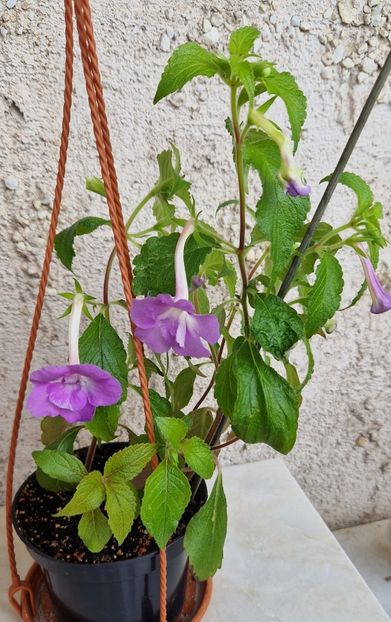 2023 - Brid s Sarina A