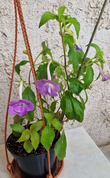 2023 - Brid s Sarina A