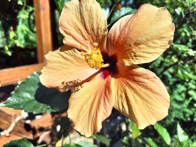 IMG20230709172721 - hibiscusi