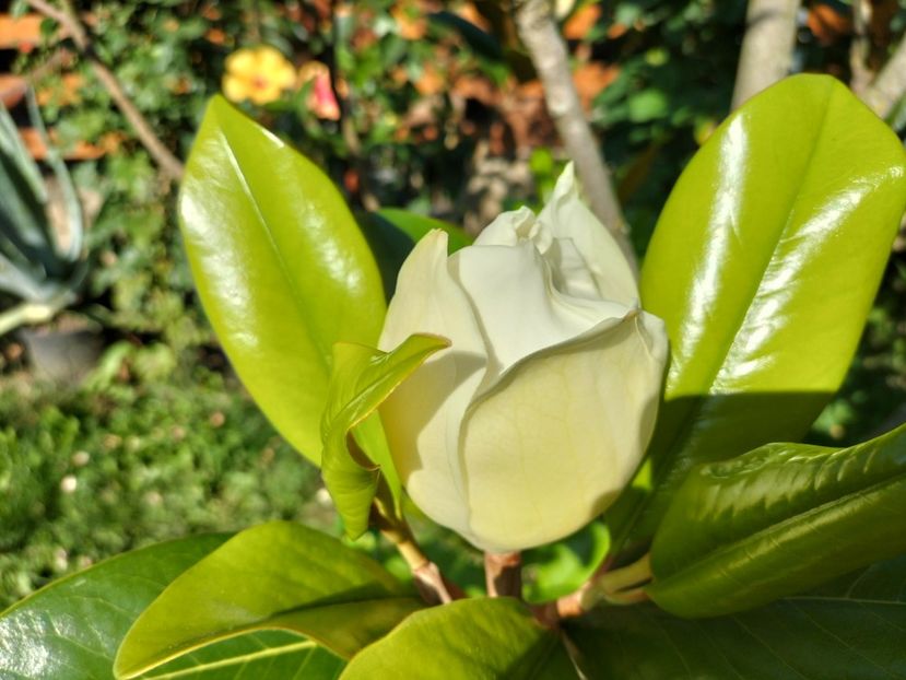 IMG20230709172820 - Magnolia grandiflora gallisoniensis