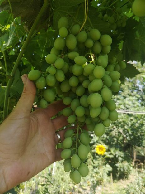 victoria - Struguri 2023-2024