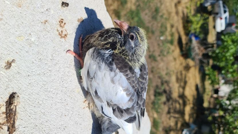  - 1 Matca de la Țară viteza demifond fond maraton