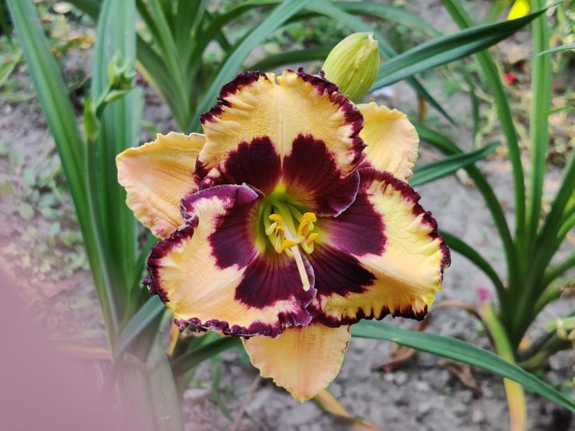 Special candy - Hemerocallisi