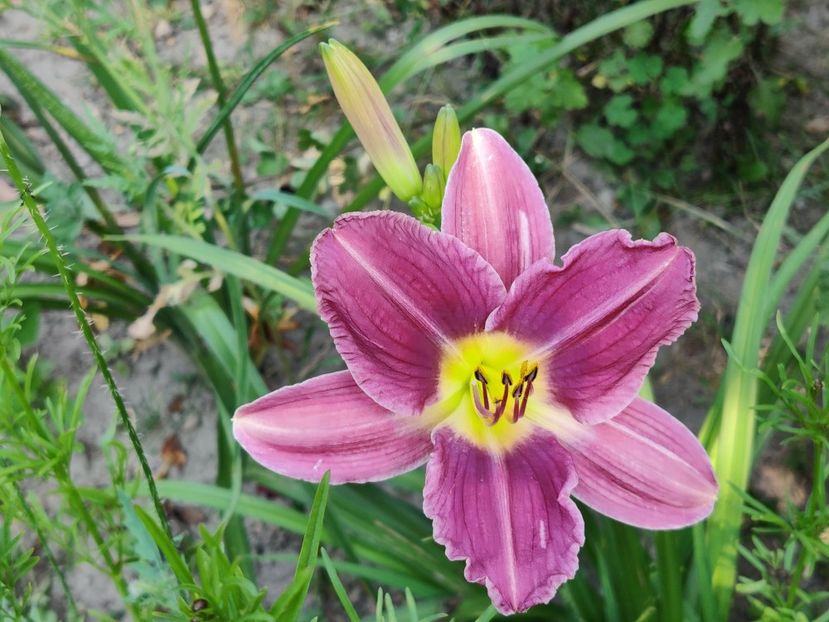 Prairie blue eyes - Hemerocallisi