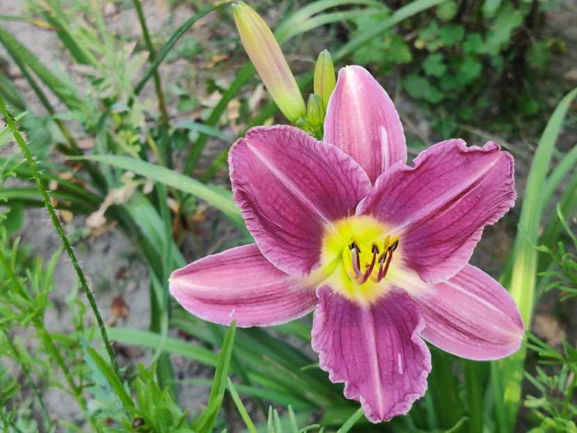  - Hemerocallisi
