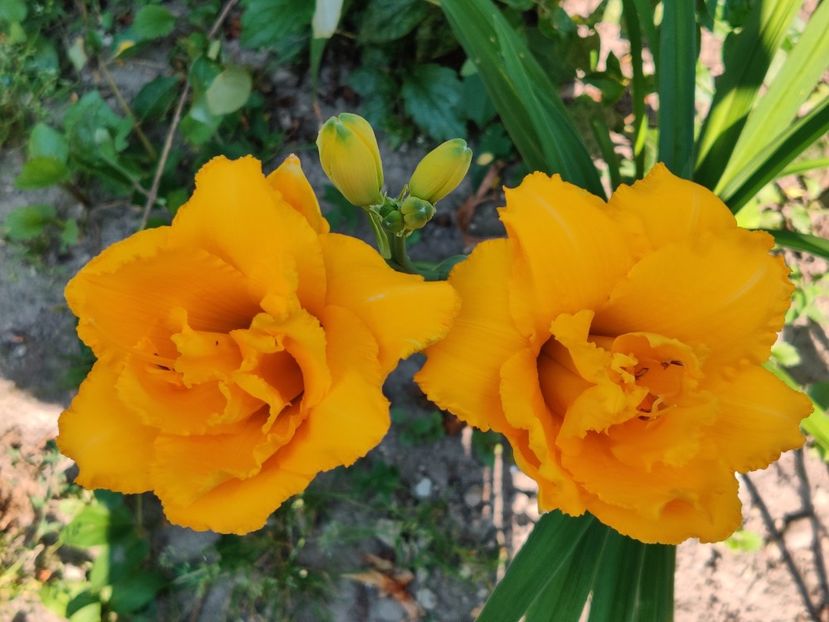 Condilla - Hemerocallisi