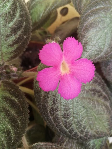  - EPISCIA