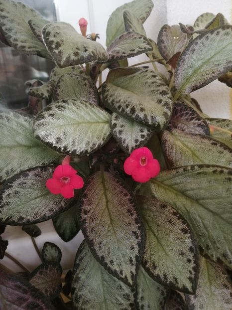  - EPISCIA