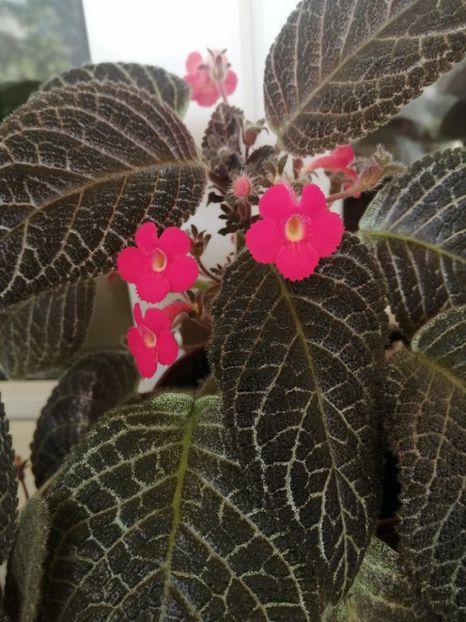  - EPISCIA