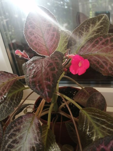  - EPISCIA