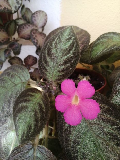  - EPISCIA