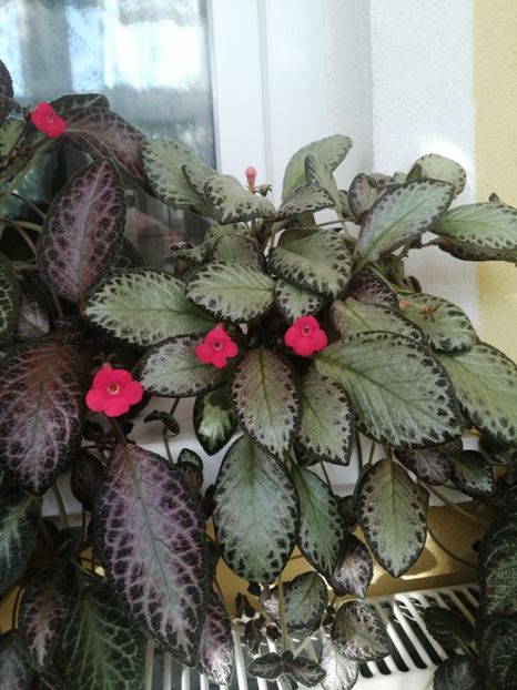  - EPISCIA