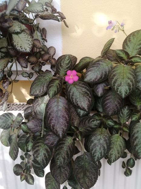  - EPISCIA
