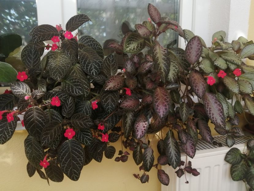  - EPISCIA
