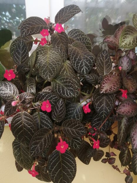  - EPISCIA